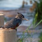 Giant Kingfisher