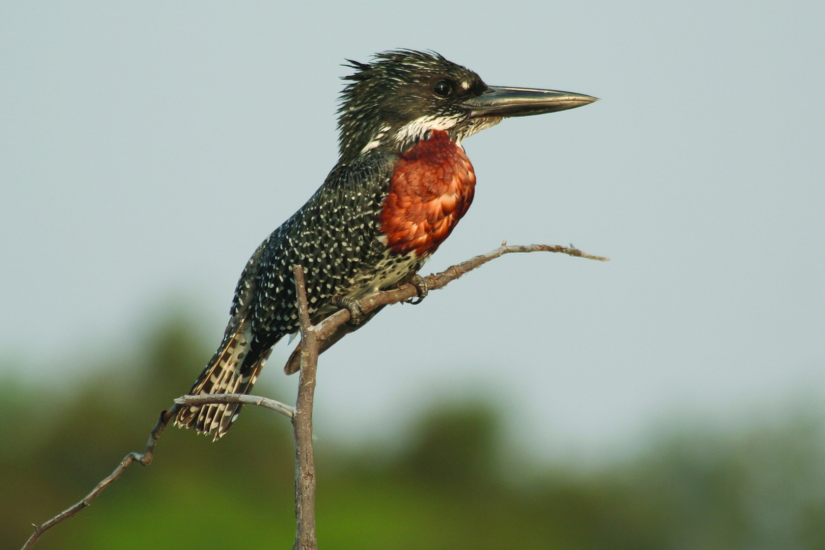 Giant Kingfisher