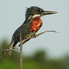 Giant Kingfisher