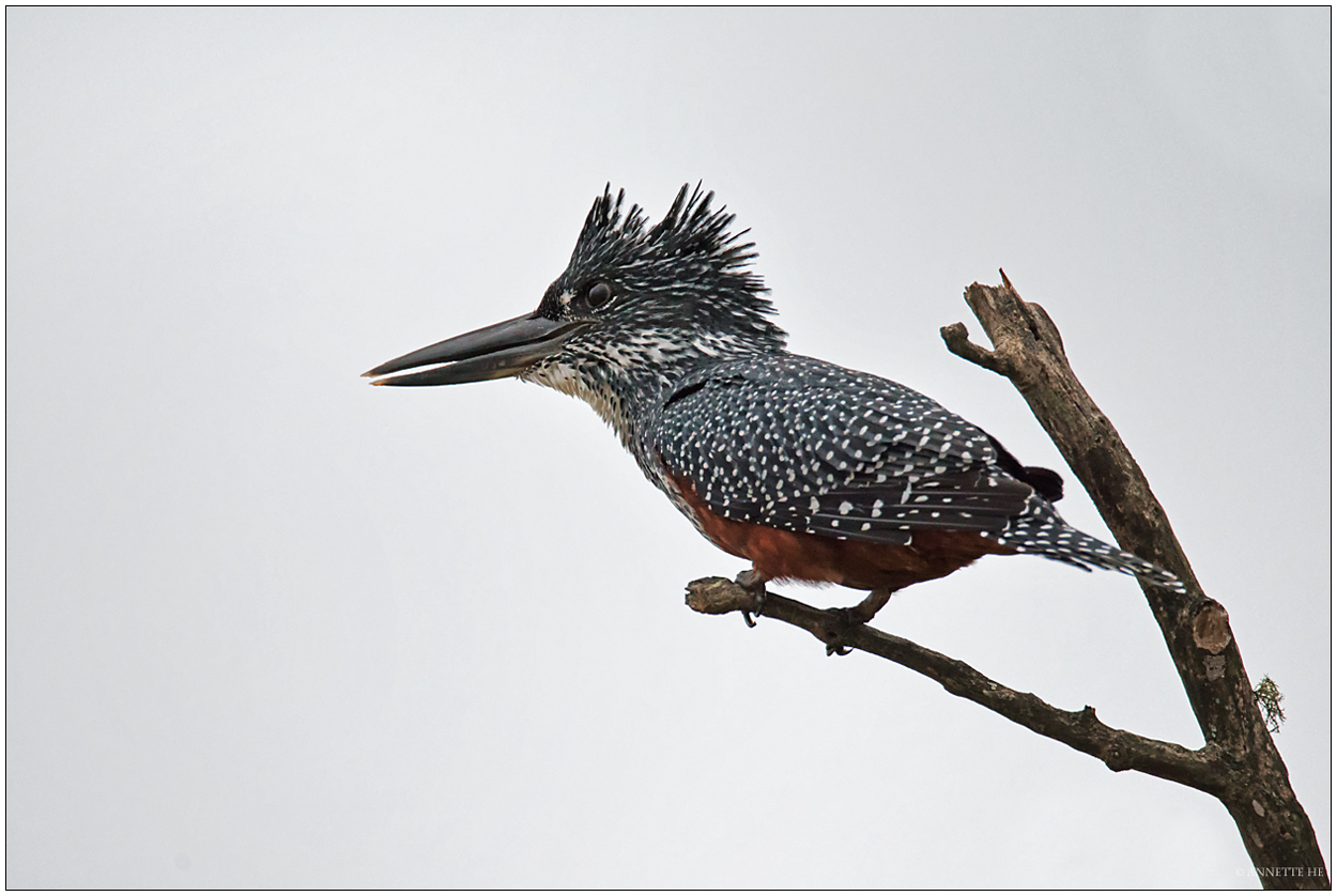 Giant Kingfisher