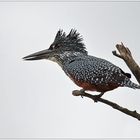 Giant Kingfisher