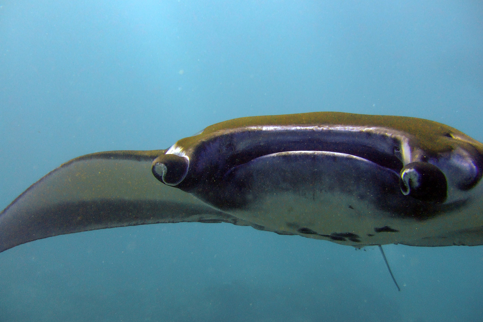 Giant Manta comes too close