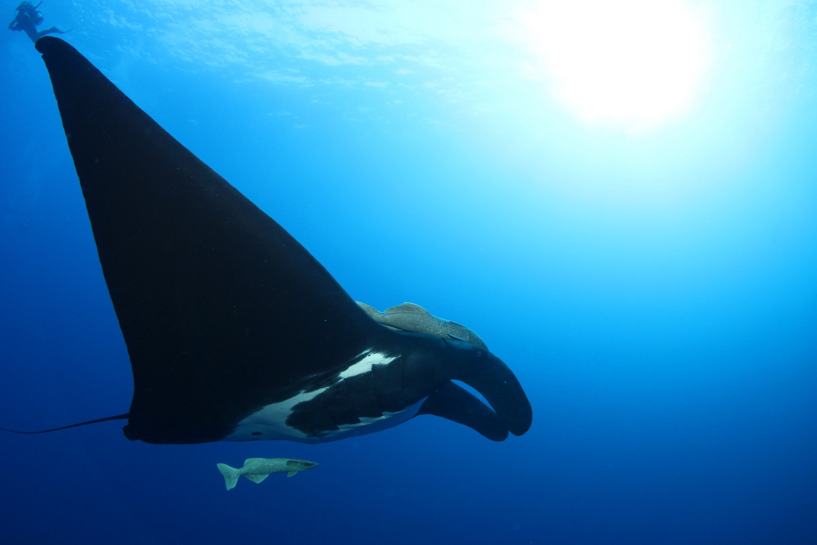 Giant Manta