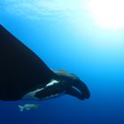 Giant Manta