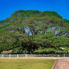 Giant Monkey Pod Tree