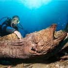 ~ giant moray ~