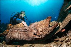 ~ giant moray ~