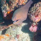 giant moray (Gymnothorax javanicus)