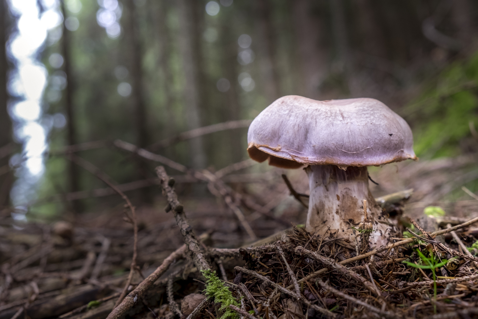 giant mushrooms in the woods