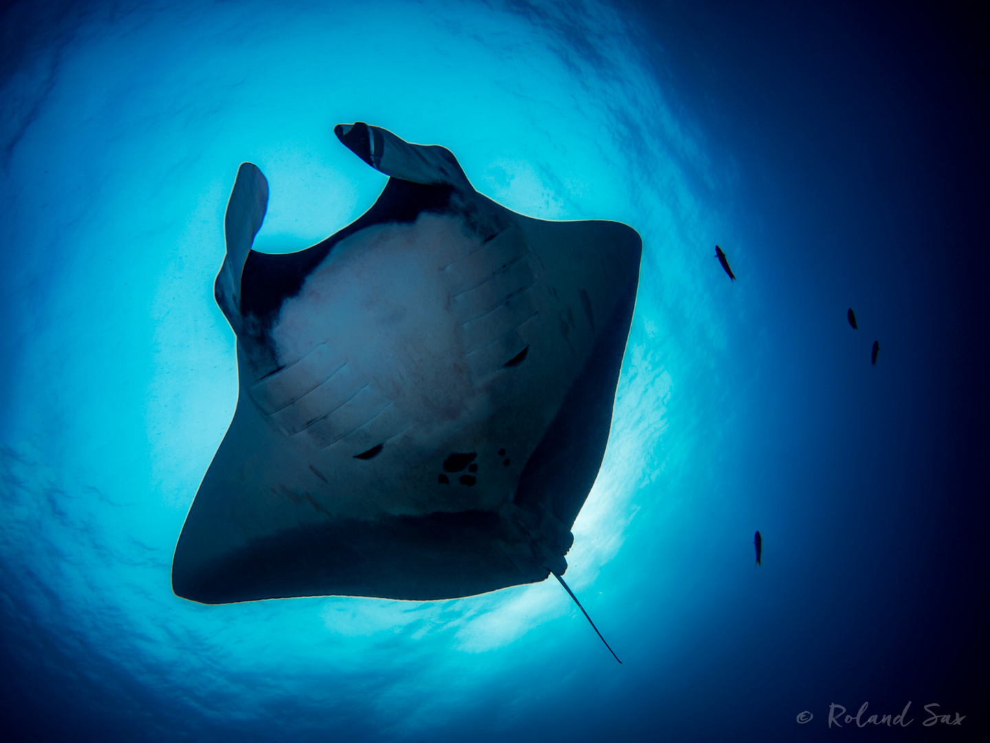 giant oceanic manta ray (Manta birostris)