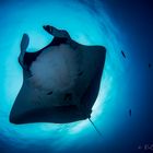 giant oceanic manta ray (Manta birostris)