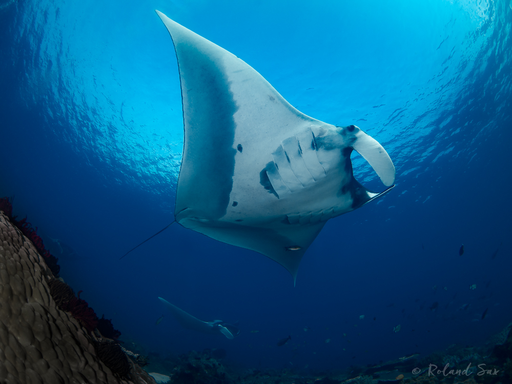 giant oceanic manta rays (manta birostris)