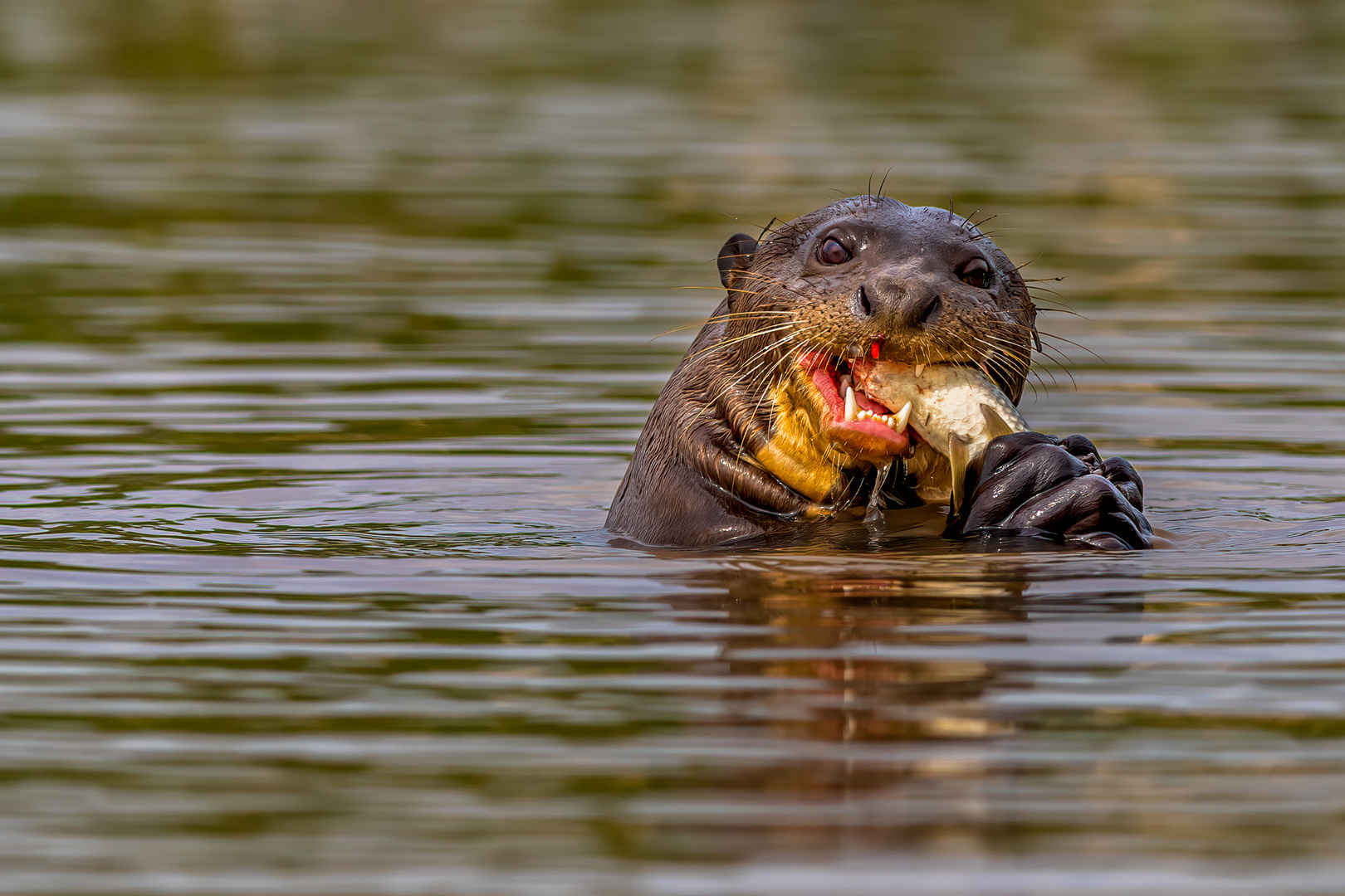 Giant Otter 