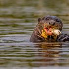 Giant Otter 