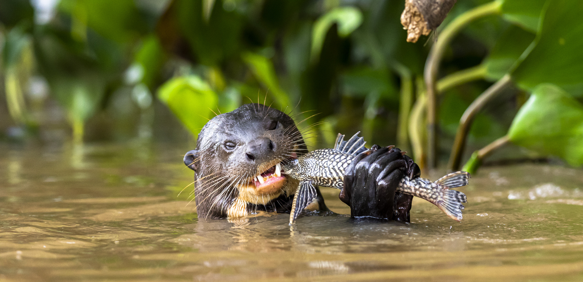 Giant Otter