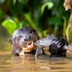 Giant Otter