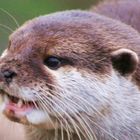 Giant Otter