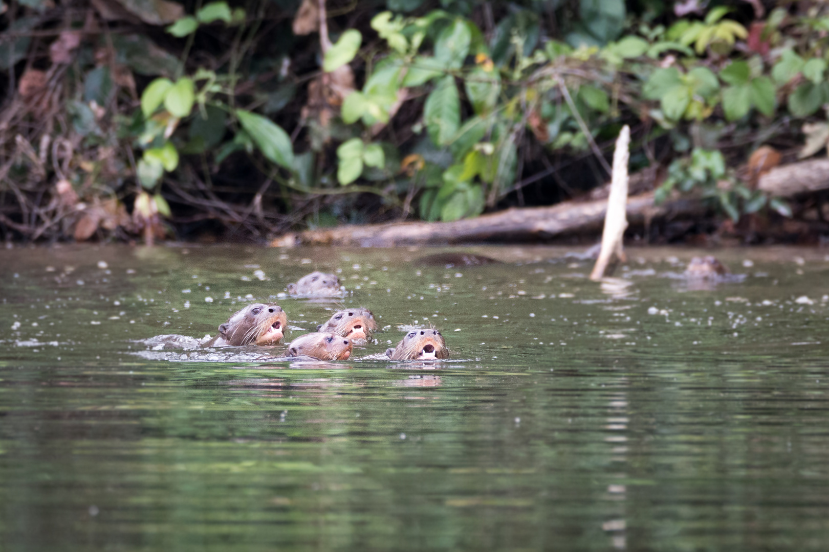 giant otter