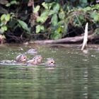 giant otter