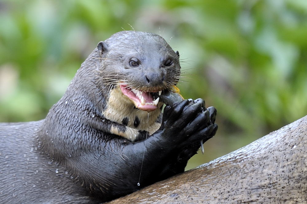 Giant Otter;Rießenotter;Pantanal;Porto Jofre;Brasilien;Stefan Senft;Wildlife;Wildlifefotografie