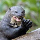 Giant Otter;Rießenotter;Pantanal;Porto Jofre;Brasilien;Stefan Senft;Wildlife;Wildlifefotografie