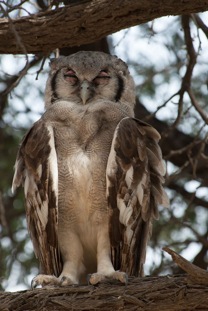 Giant Owl - Part II