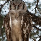 Giant Owl - Part II