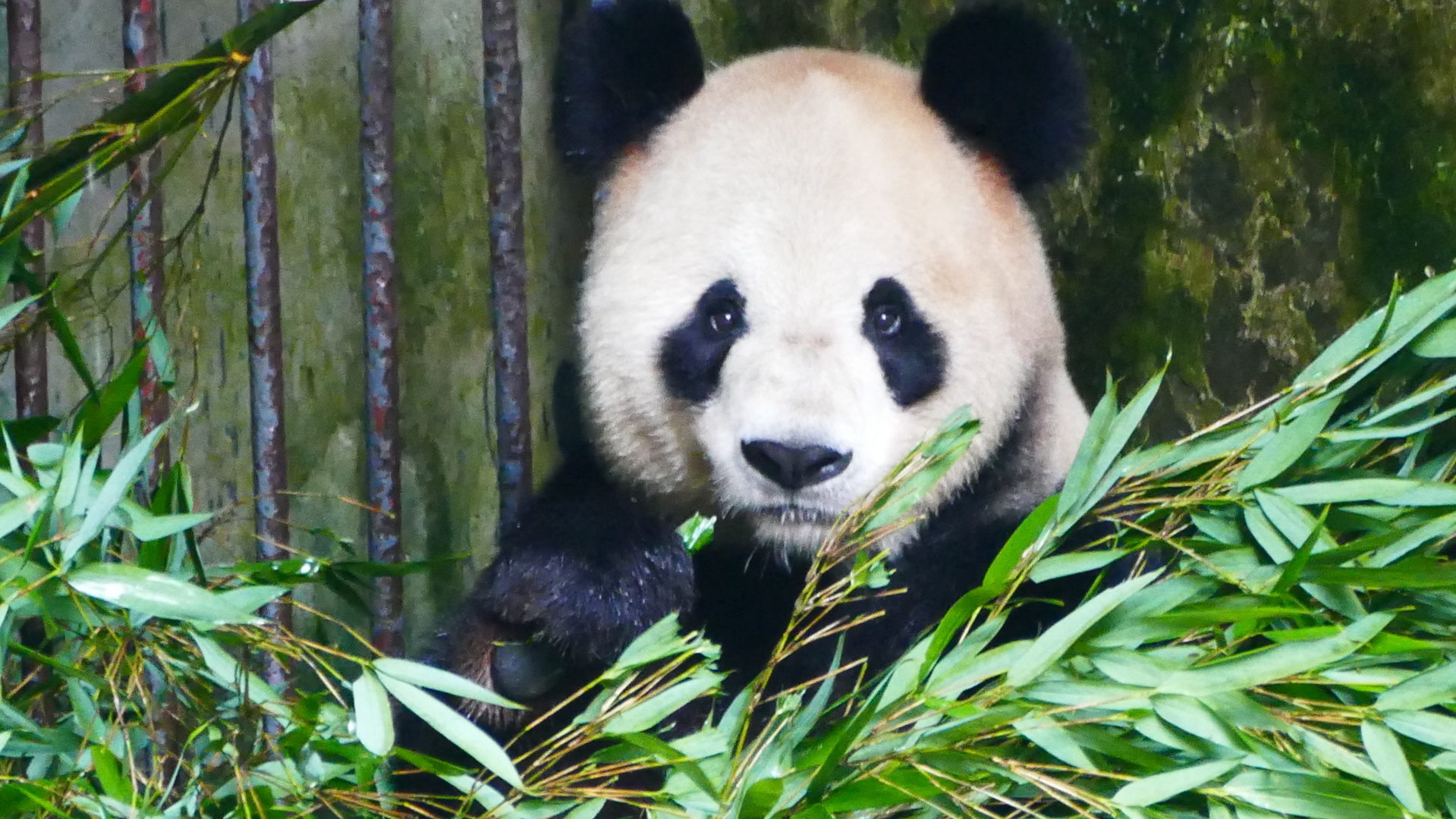 Giant Panda