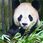 Giant Panda