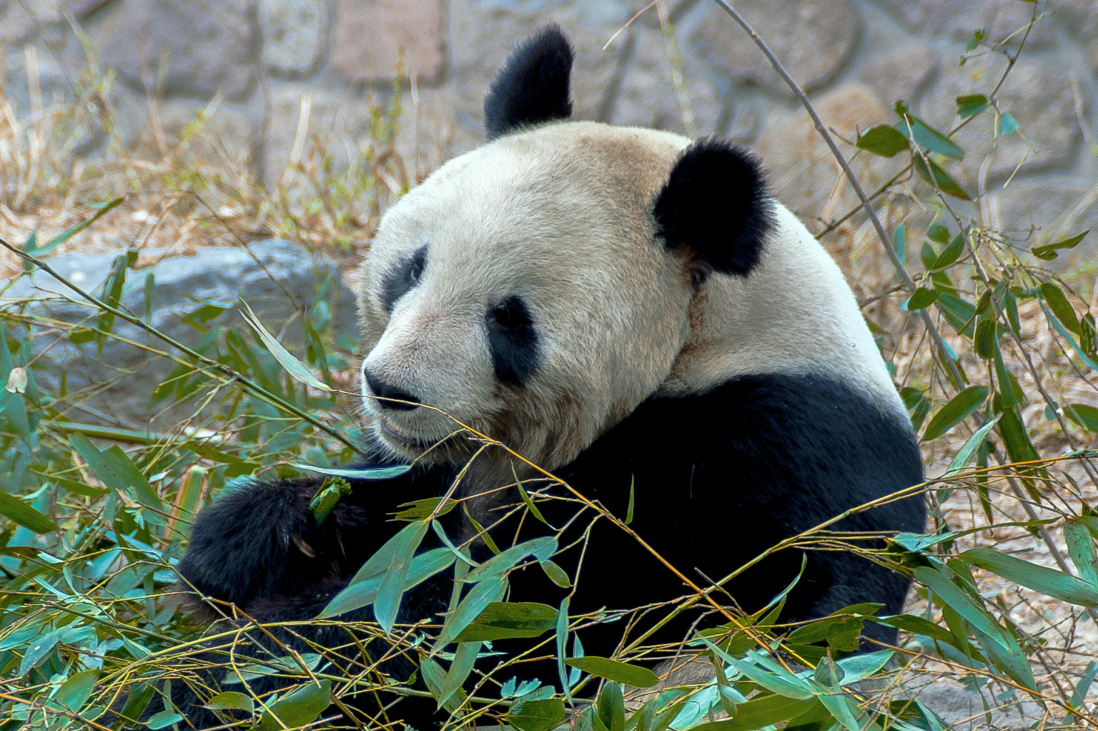 Giant Panda in Beijing zoo