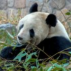 Giant Panda in Beijing zoo