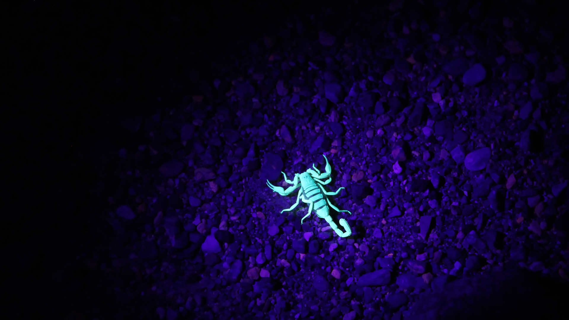 Giant Sand Scorpion