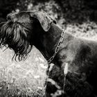 Giant Schnauzer