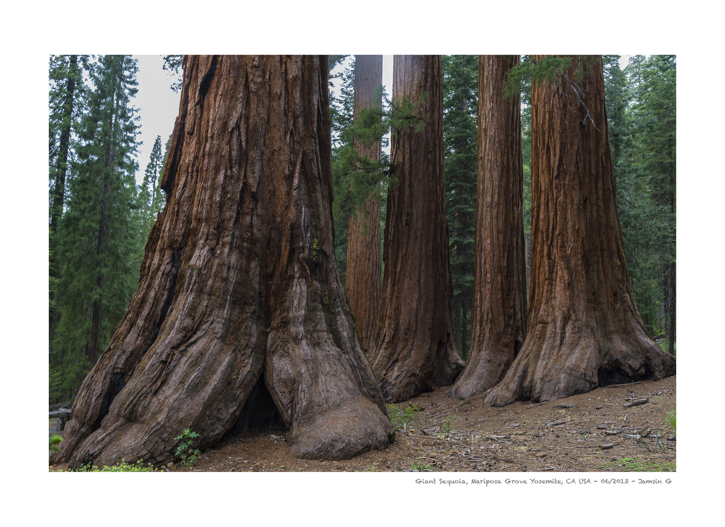Giant sequoia 