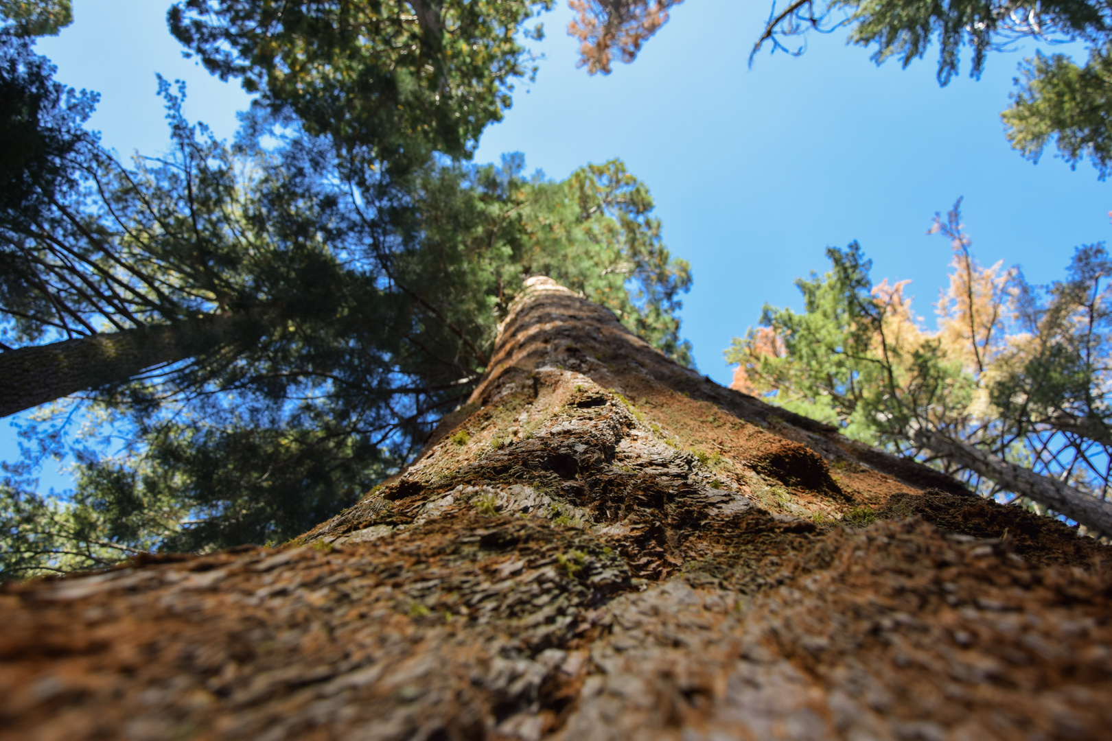 Giant Sequoias