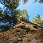 Giant Sequoias