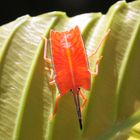 Giant Shield Bug