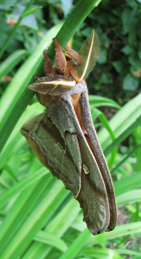 Giant Silk Moth