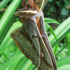 Giant Silk Moth