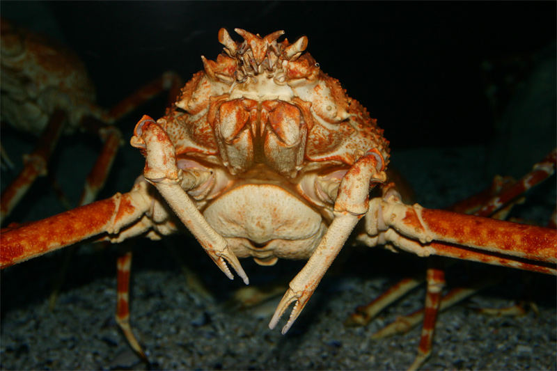 Giant Spider Crab