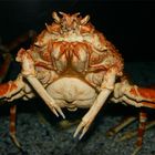 Giant Spider Crab