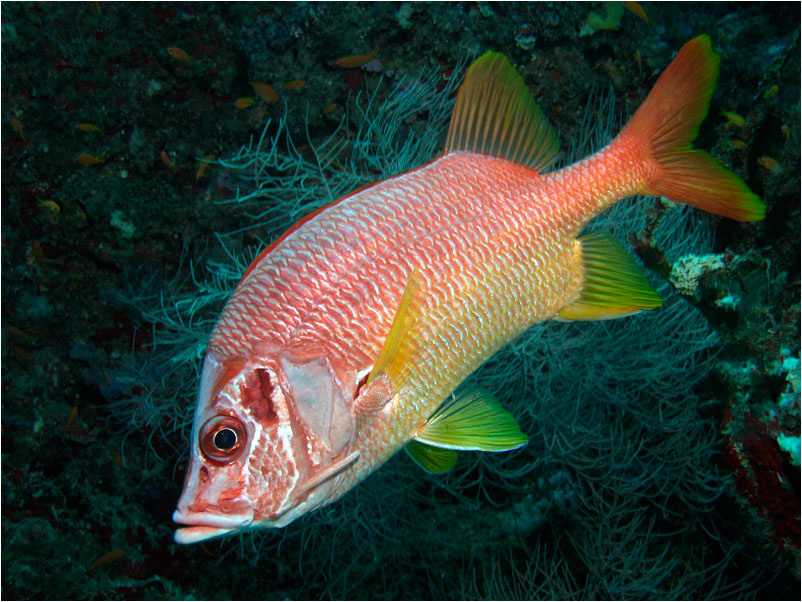 Giant Squirrelfish