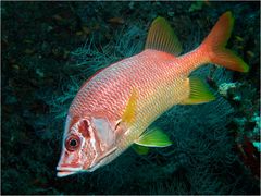 Giant Squirrelfish