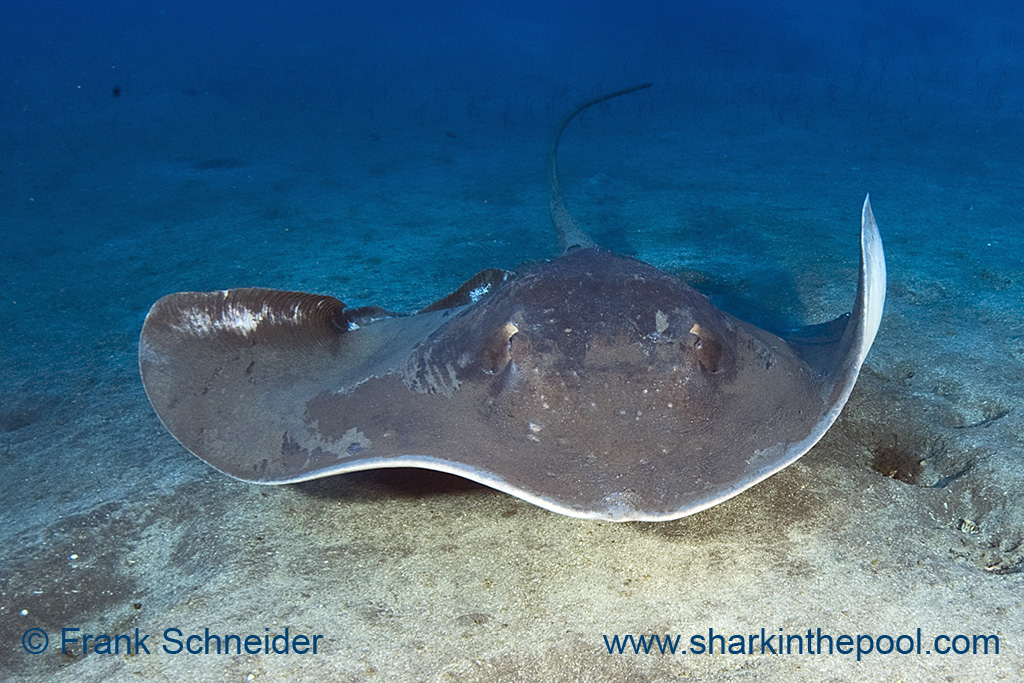 Giant Stingray