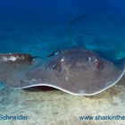 Giant Stingray