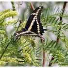 Giant Swallowtail / Riesenschwalbenschwanz.....