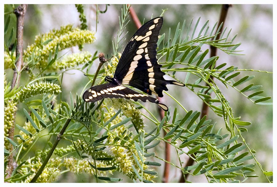 Giant Swallowtail / Riesenschwalbenschwanz.....