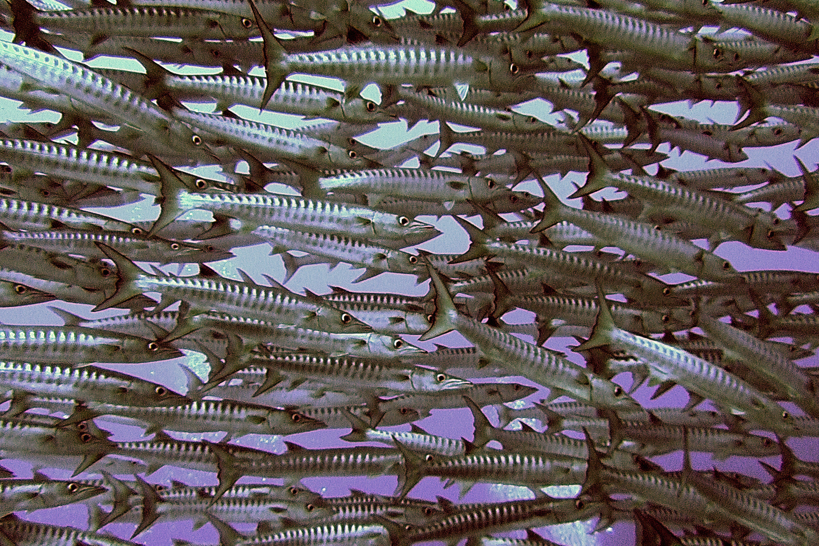 Giant swarm of barracudas