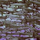 Giant swarm of barracudas