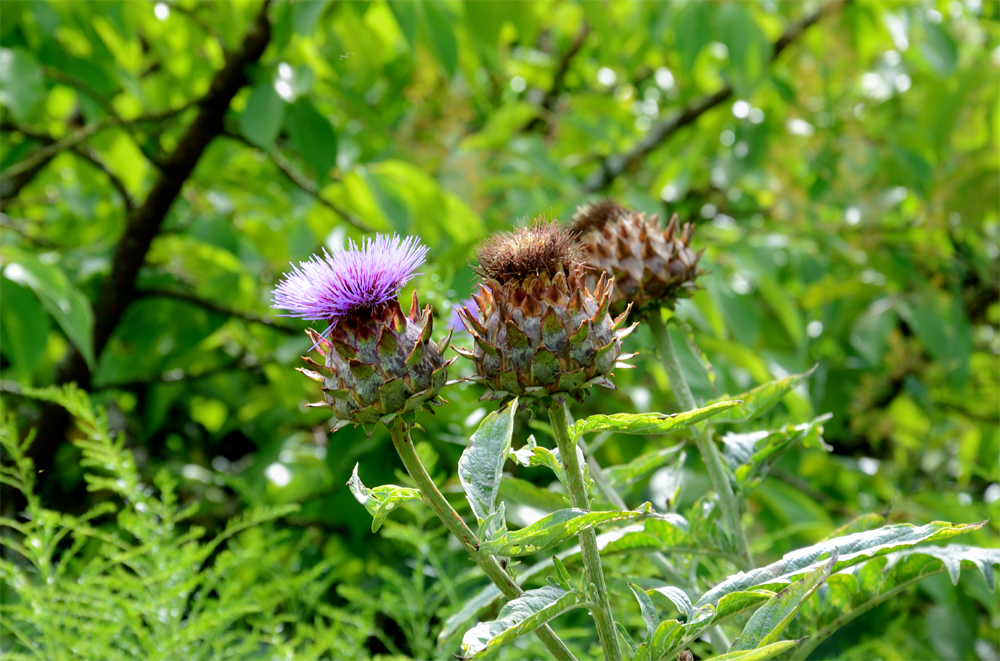 Giant Thistle